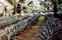 Planting as an inter-crop in coconut garden